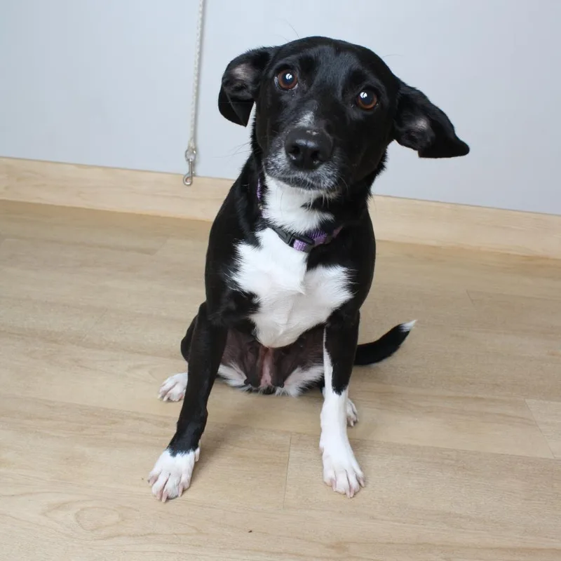 Petunia D thumbnail 2