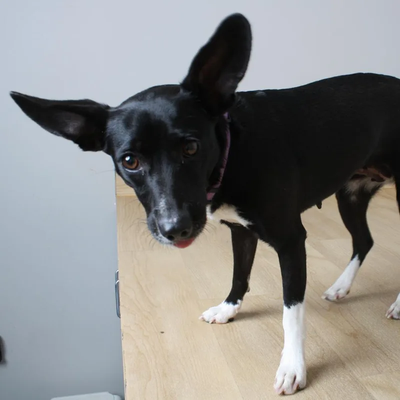 Petunia D thumbnail 3