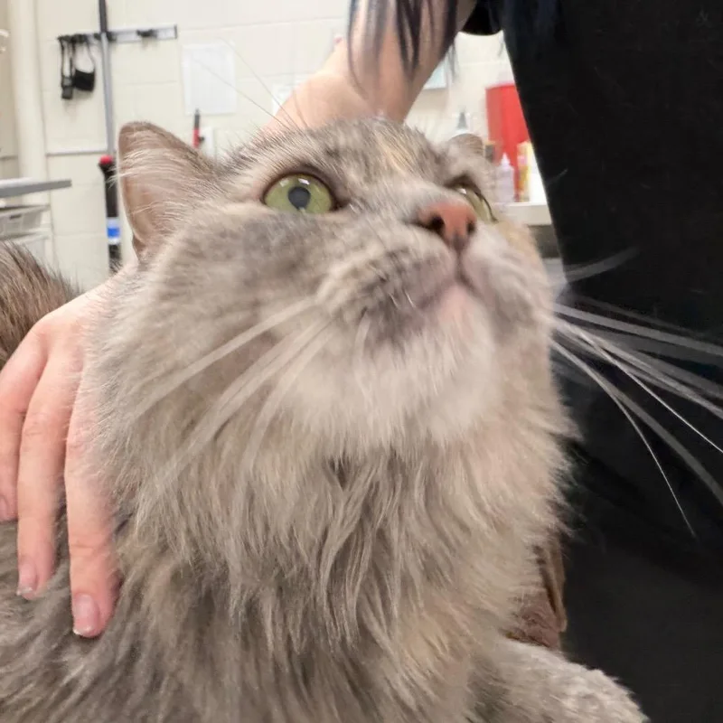A senior large-sized female Domestic Long Hair cat named Tink for adoption in Murray, UT