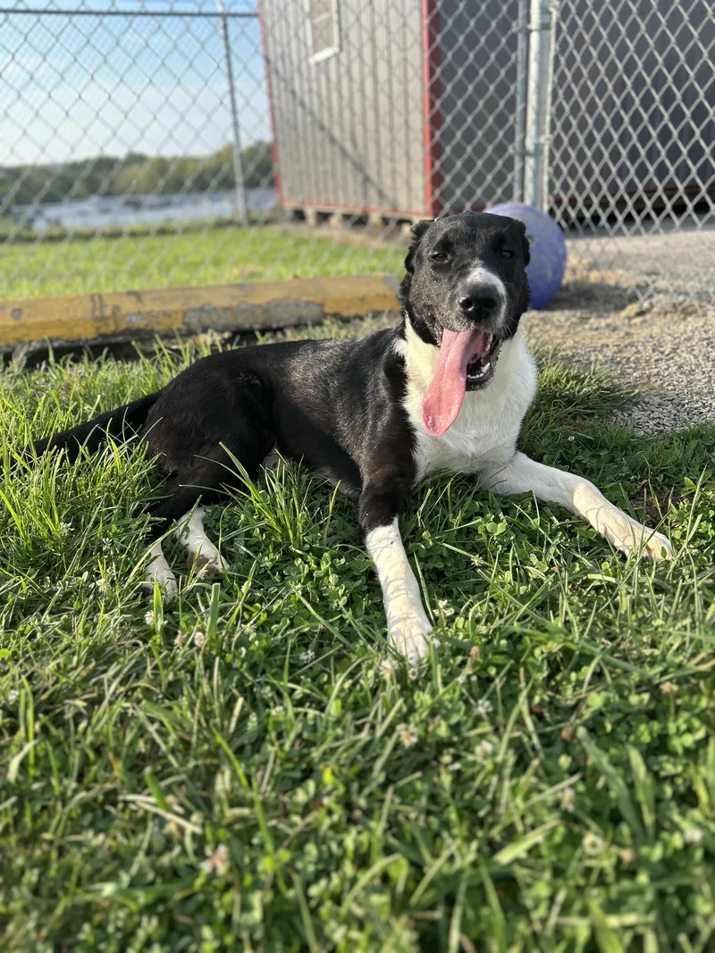 A young large-sized male Black Great Pyrenees dog named Monty for adoption in Mount Sterling, KY