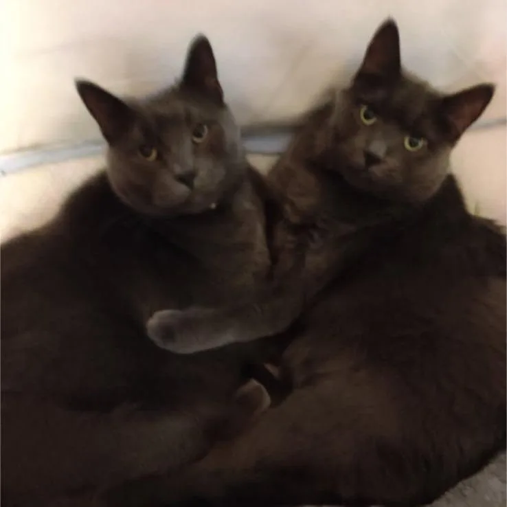 A senior small-sized male Gray / Blue / Silver Domestic Short Hair cat named Jake C for adoption in Princeton, MN