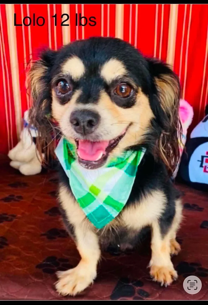 A young small-sized male Pekingese dog named Lolo for adoption in Windsor, CO