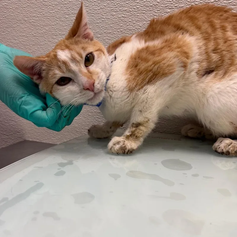 A baby small-sized male Orange / Red Domestic Short Hair cat named Stray Holdsimba for adoption in Albuquerque, NM
