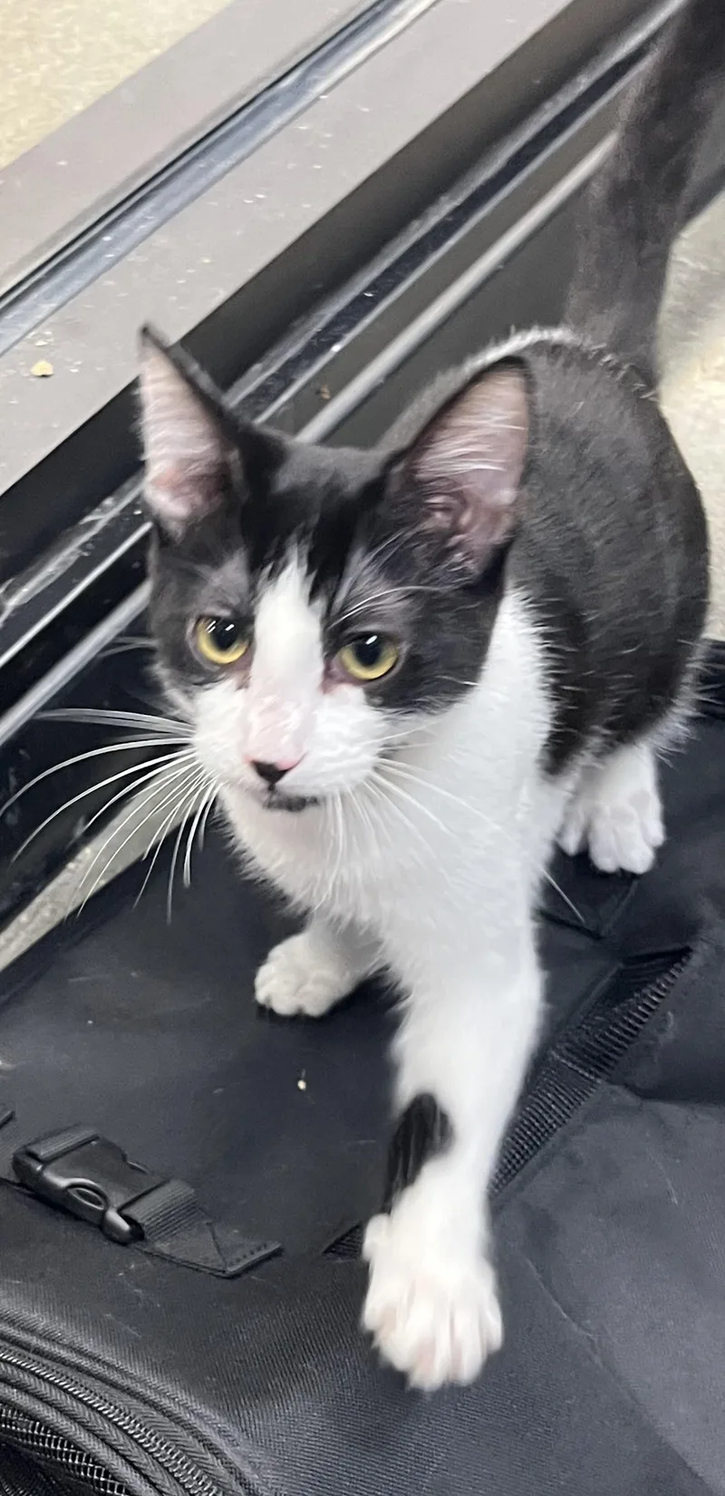 A baby medium-sized female Black & White / Tuxedo Domestic Short Hair cat named Nuve at Petsmart for adoption in Federal Way, WA