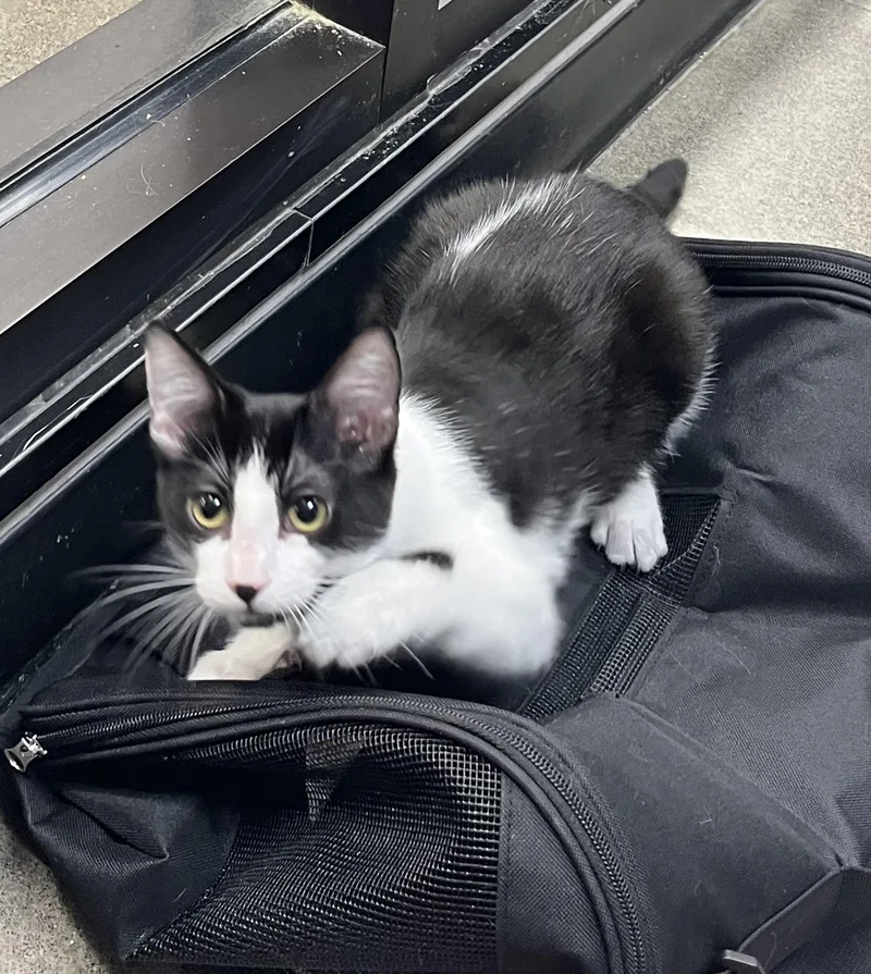 Nuve at Petsmart thumbnail 3