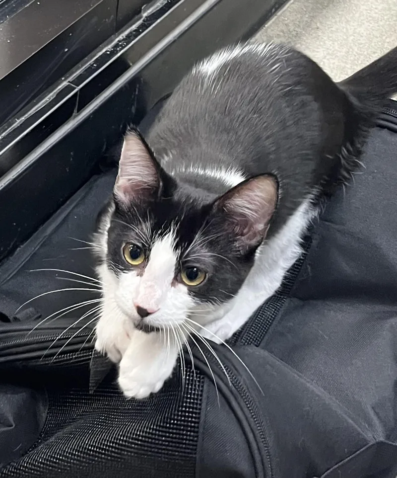 Nuve at Petsmart thumbnail 4