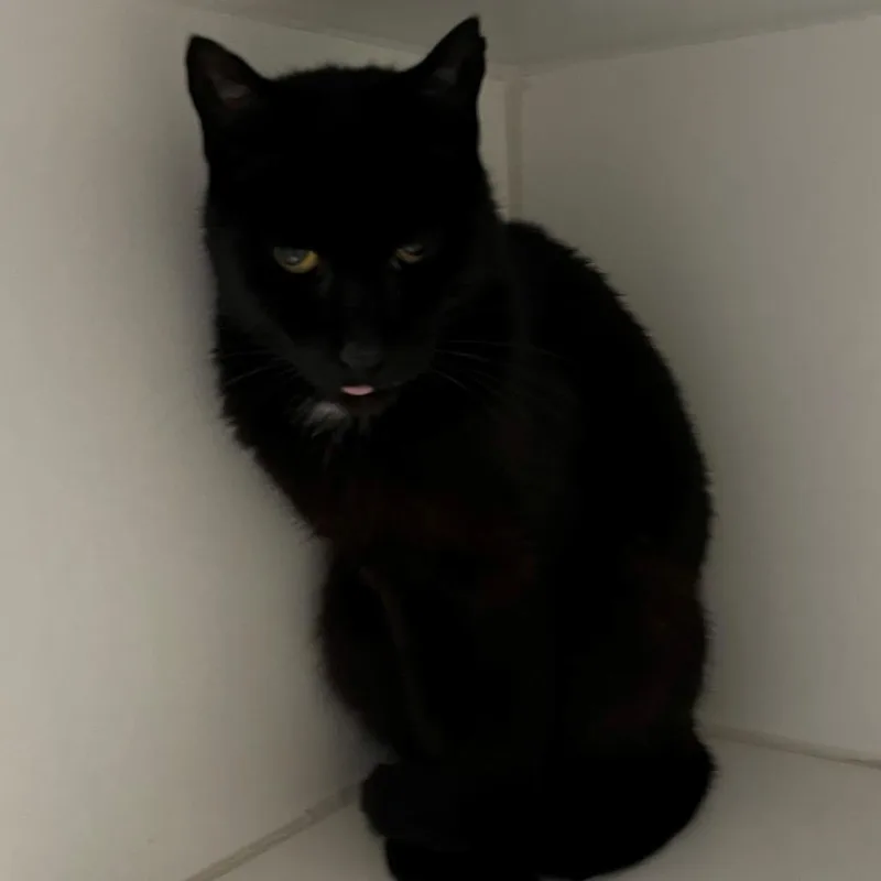 A young small-sized female Black Domestic Short Hair cat named Ming for adoption in New York, NY
