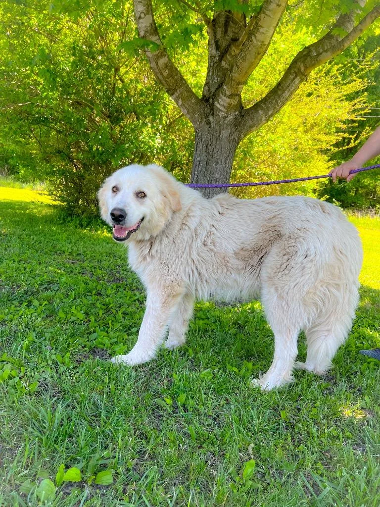 An adult medium-sized female Great Pyrenees dog named Snow for adoption in Murray, KY