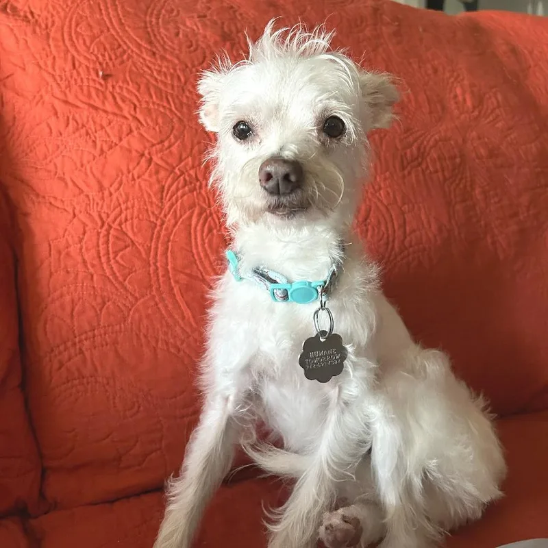 A senior small-sized female White / Cream Chihuahua dog named Coco for adoption in Flower Mound, TX