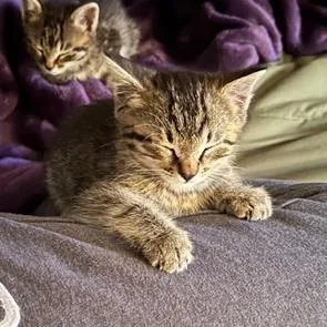 A baby small-sized male Brown / Chocolate Domestic Short Hair cat named Wayne for adoption in Auburn, AL