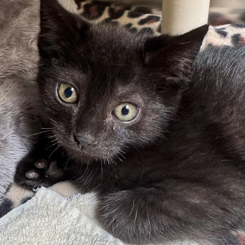 A baby small-sized male Black Domestic Short Hair cat named Boog for adoption in York, PA