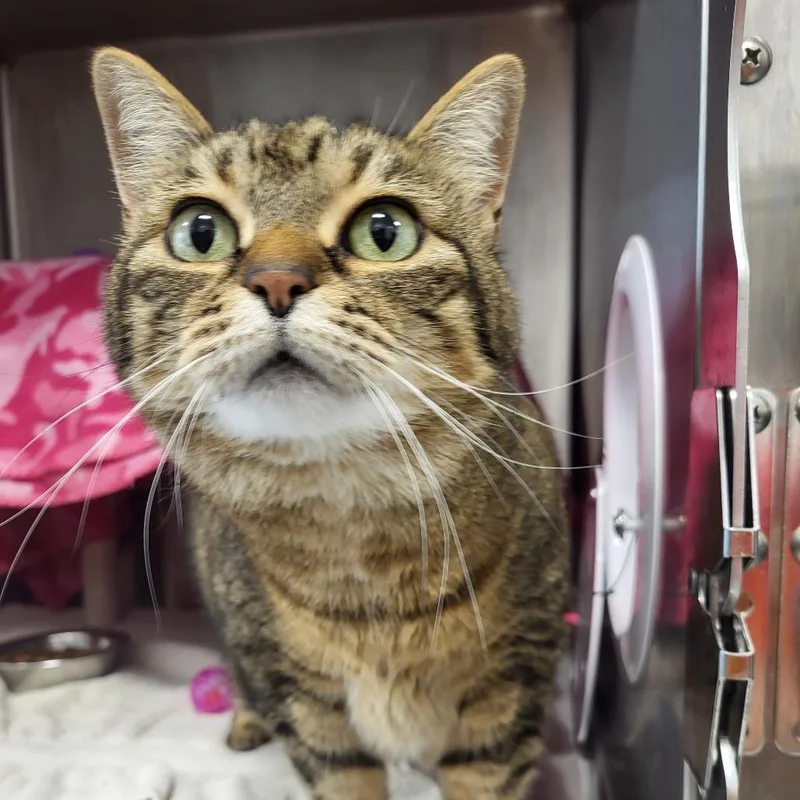 An adult large-sized female Brown / Chocolate Domestic Short Hair cat named Ezri for adoption in Fort Wayne, IN