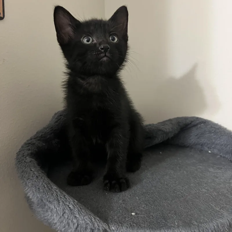 A baby small-sized male Black Domestic Short Hair cat named Teddy for adoption in Davisburg, MI