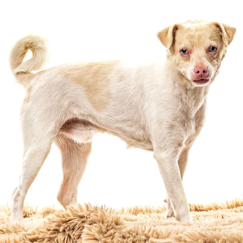 An adult small-sized male White / Cream Terrier dog named Popcorn for adoption in Reno, NV