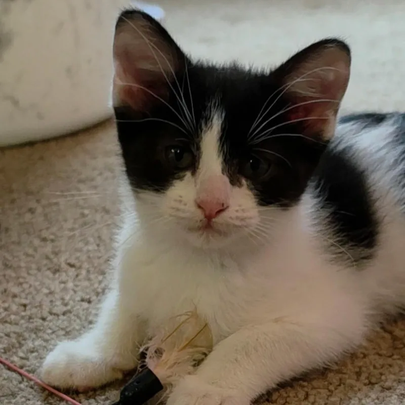 A baby small-sized female White Domestic Short Hair cat named Hermione for adoption in Wichita, KS