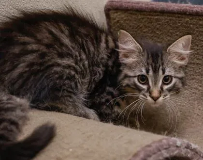 A baby small-sized male Domestic Long Hair cat named Goblin for adoption in Baraboo, WI