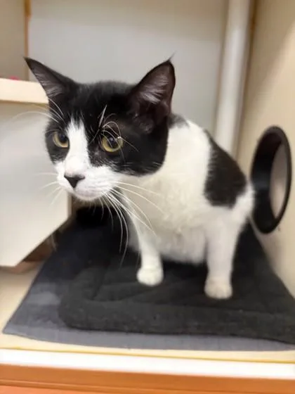 An adult medium-sized male Domestic Short Hair cat named Azriel for adoption in Fairfax, VA