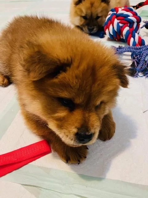 A baby medium-sized male Red / Chestnut / Orange Chow Chow dog named Buster for adoption in Richardson, TX