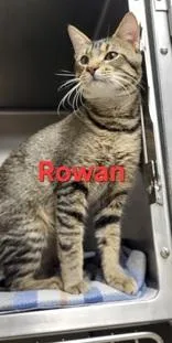 An adult medium-sized male Brown / Chocolate Domestic Short Hair cat named Rowan for adoption in Moline, IL