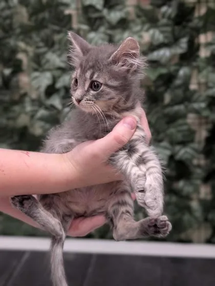 A baby small-sized female Domestic Short Hair cat named Rain for adoption in West Chester, PA