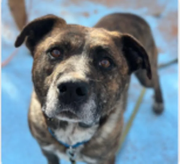 An adult large-sized male Pit Bull Terrier dog named Iron for adoption in Oceanside, CA