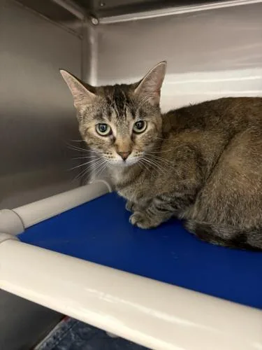 An adult medium-sized female Domestic Short Hair cat named Lucy and Thumper for adoption in Webster, MA