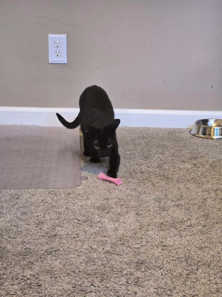 A young medium-sized female Domestic Short Hair cat named Rarity for adoption in Cincinnati, OH