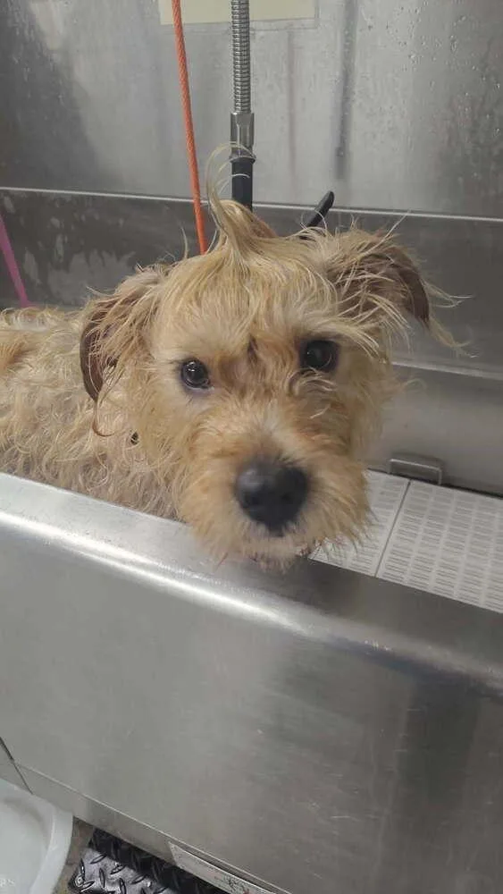 An adult medium-sized female White / Cream Poodle dog named Dizzy for adoption in Muskegon, MI