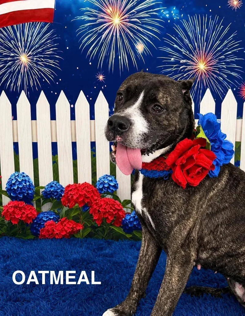 An adult large-sized female Brindle Mixed Breed dog named Oatmeal for adoption in Flint, MI