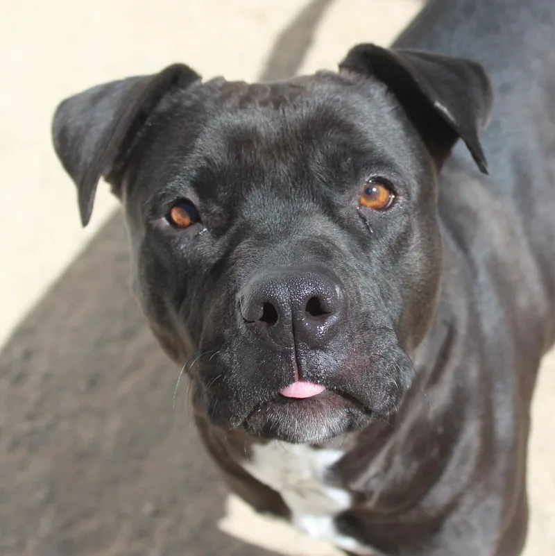 An adult medium-sized female Black Pit Bull Terrier dog named Riley for adoption in Yucca Valley, CA