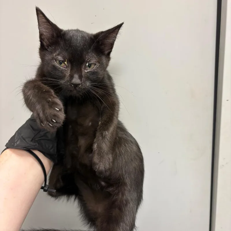 A baby small-sized female Black Domestic Short Hair cat named Toyotathon for adoption in Columbiana, AL