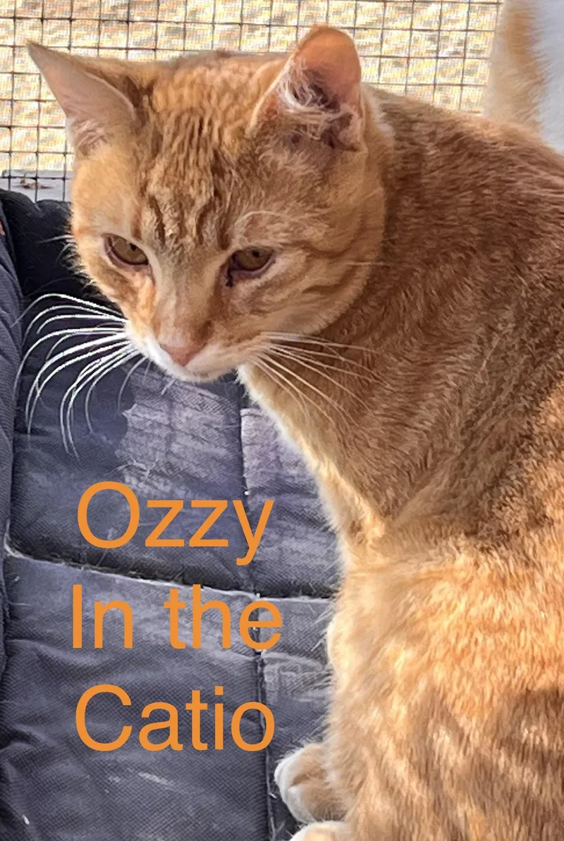 Ozzie thumbnail 2