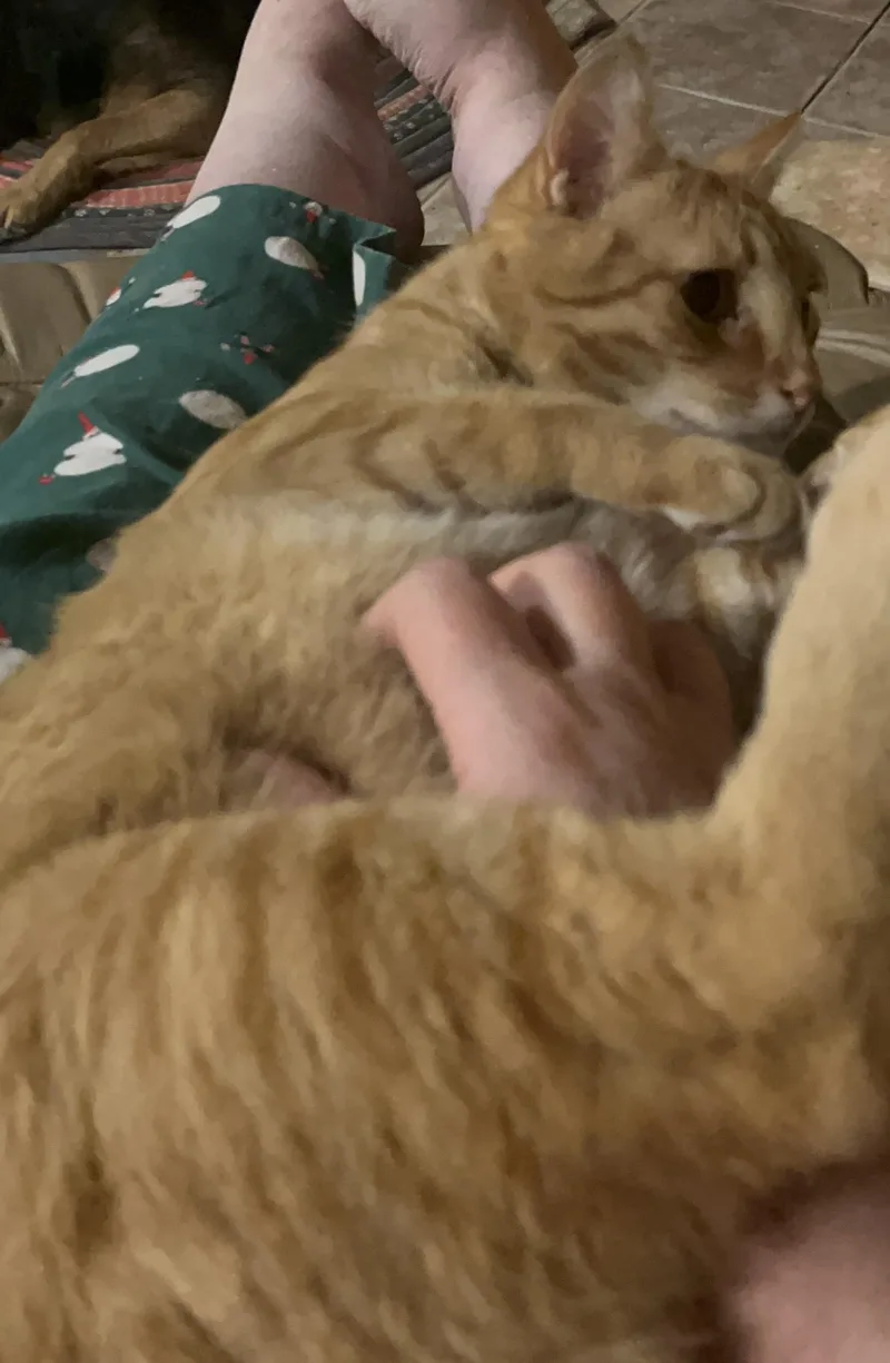 Ozzie thumbnail 3