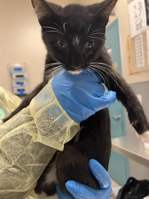 A baby small-sized male Domestic Short Hair cat named Pascua for adoption in Las Vegas, NV