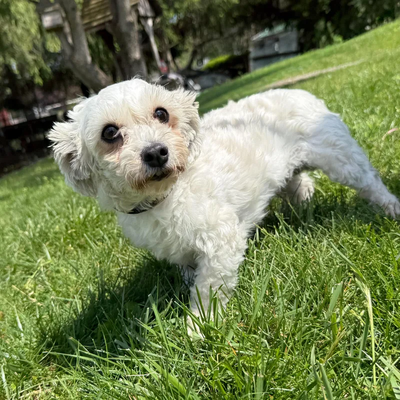 An adult small-sized female White / Cream Havanese dog named Emerald for adoption in Latrobe, PA
