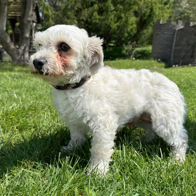 Emerald thumbnail 2
