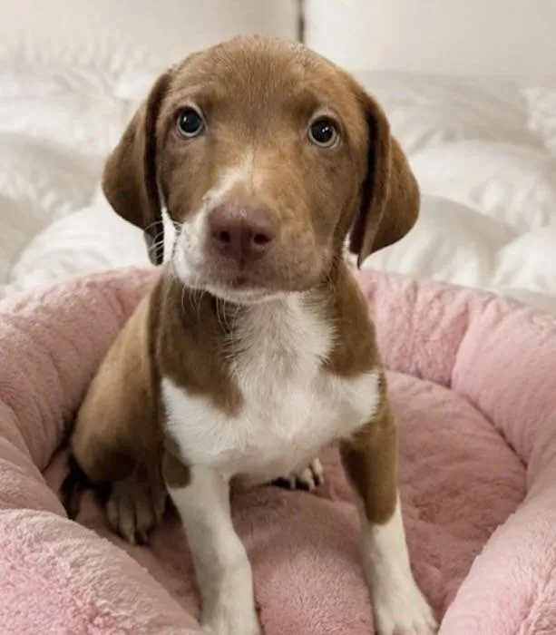 A baby medium-sized female White / Cream Labrador Retriever dog named Trista Green for adoption in Watertown, CT