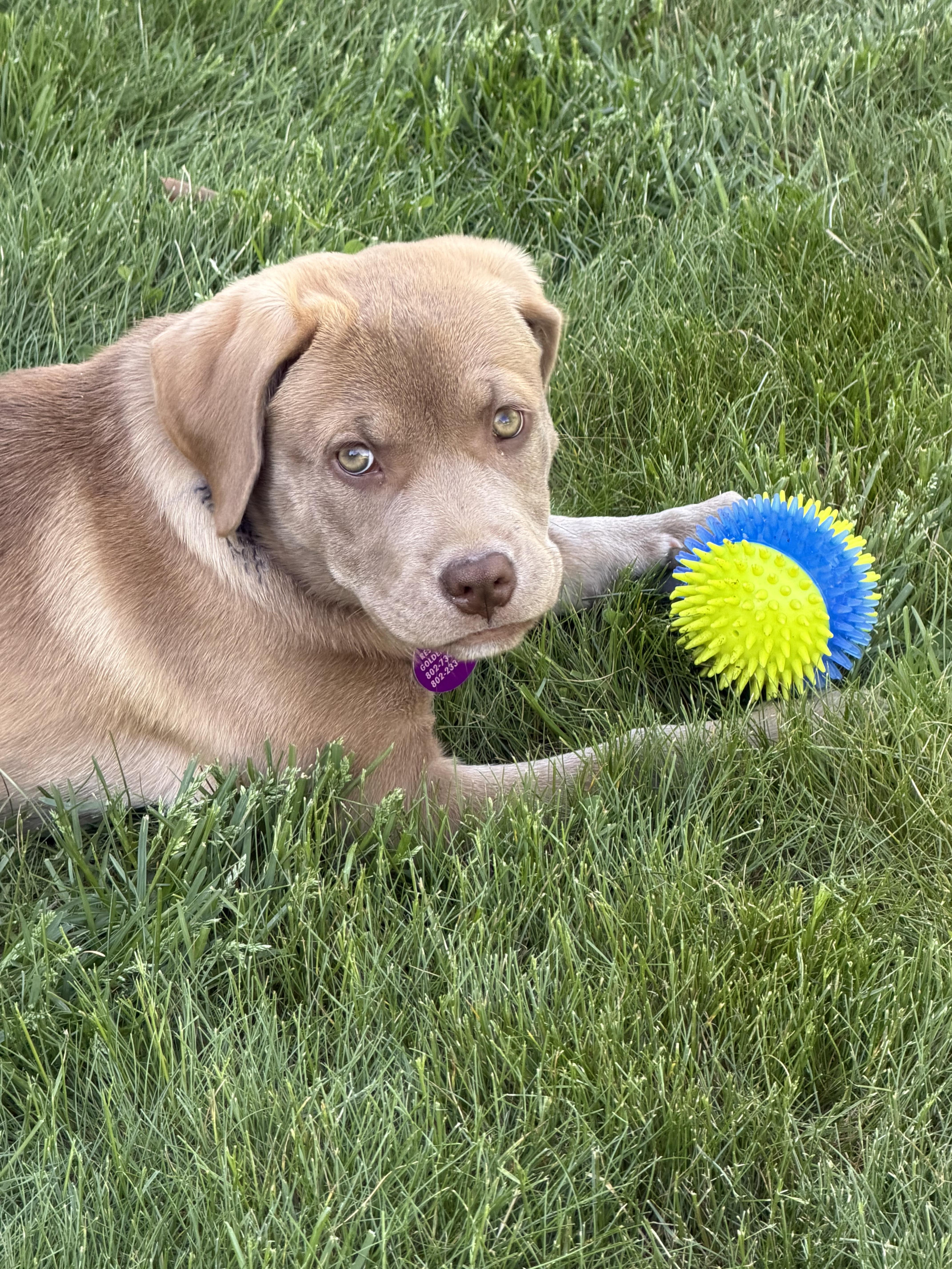 A baby medium-sized female Labrador Retriever dog named Willow In Vermont for adoption in Waitsfield, VT