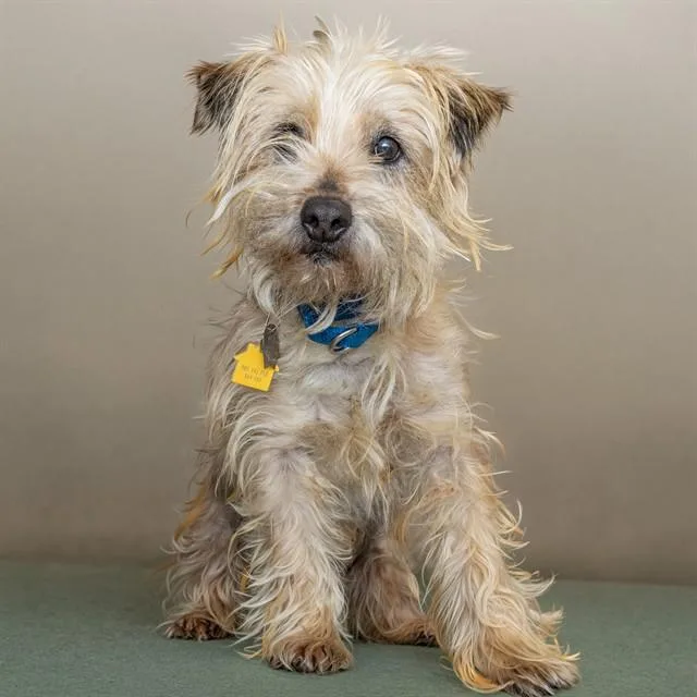 An adult small-sized female Cairn Terrier dog named Brakes for adoption in St. Louis, MO