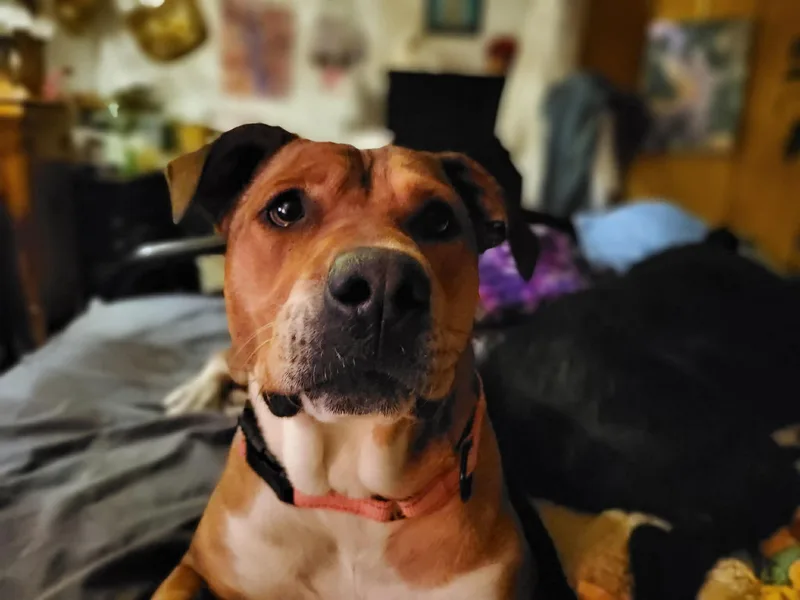 Brownie thumbnail 3
