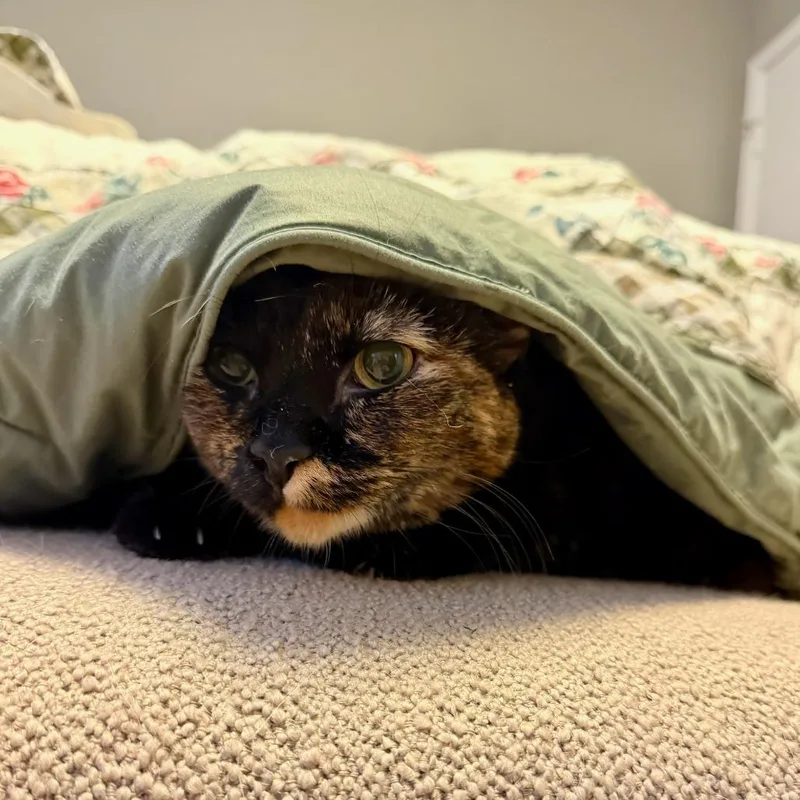 An adult large-sized female Tortoiseshell Domestic Short Hair cat named Baklava for adoption in Evanston, IL