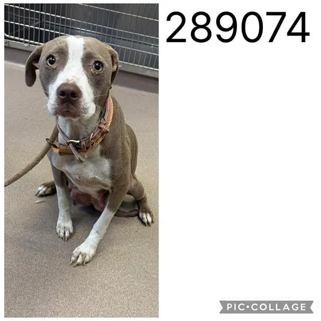 A young medium-sized female Pit Bull Terrier dog named Lady for adoption in Macon, GA