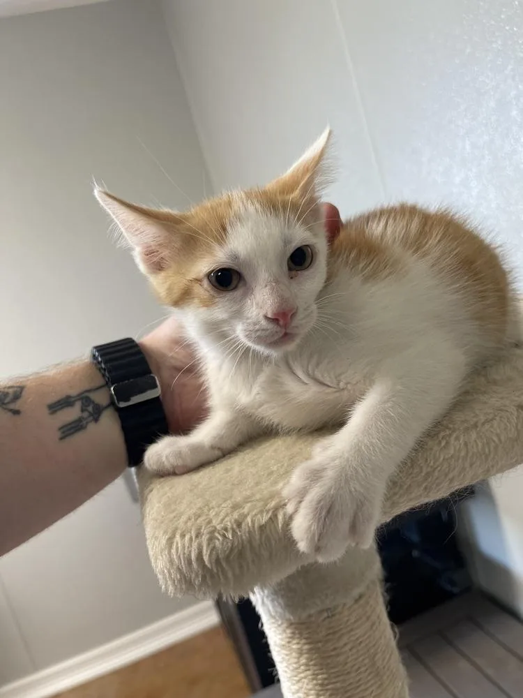 A baby medium-sized male Domestic Short Hair cat named Daffy for adoption in Bolivar, MO