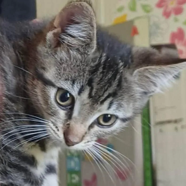 A baby small-sized male Brown / Chocolate Domestic Short Hair cat named Lux for adoption in Coralville, IA