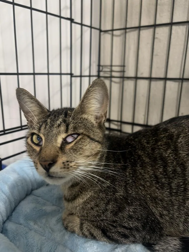 A young medium-sized male Domestic Short Hair cat named Benny for adoption in Orlando, FL