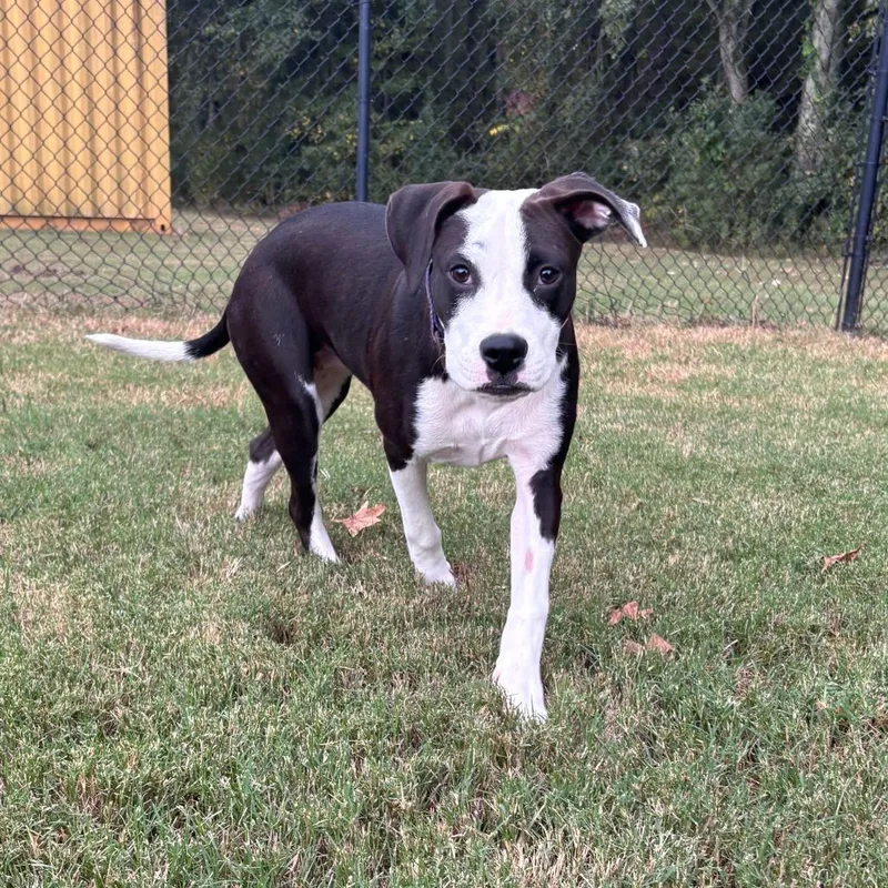 A young medium-sized female Black Boxer dog named Winnie for adoption in Cabot, AR