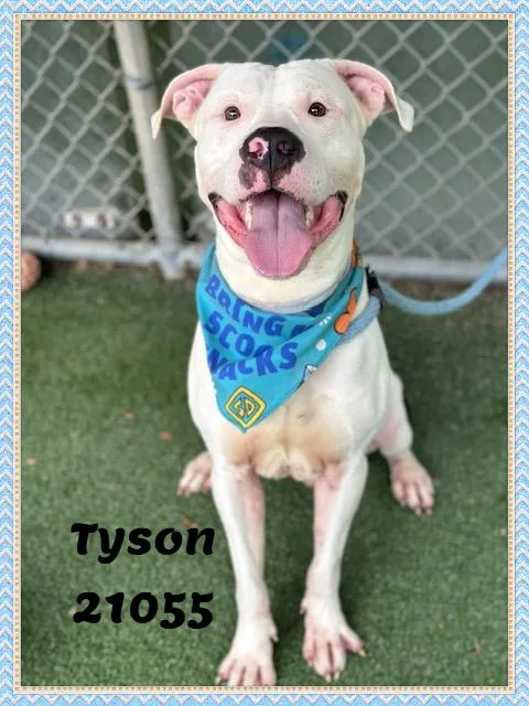 A young medium-sized male White / Cream American Bulldog dog named Tyson for adoption in Marietta, GA