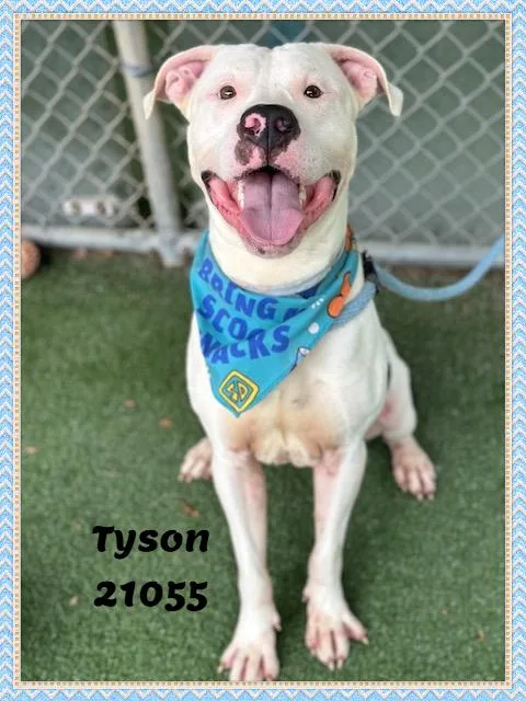Tyson thumbnail 2