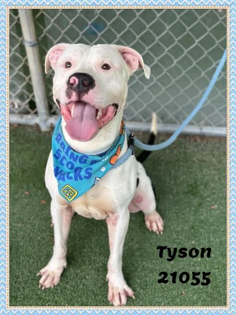 Tyson thumbnail 3
