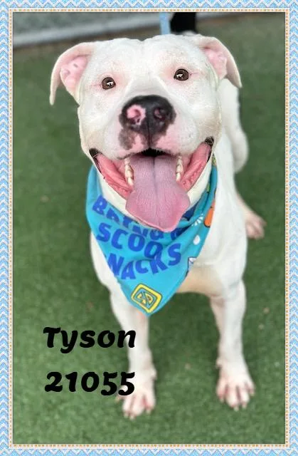 Tyson thumbnail 4